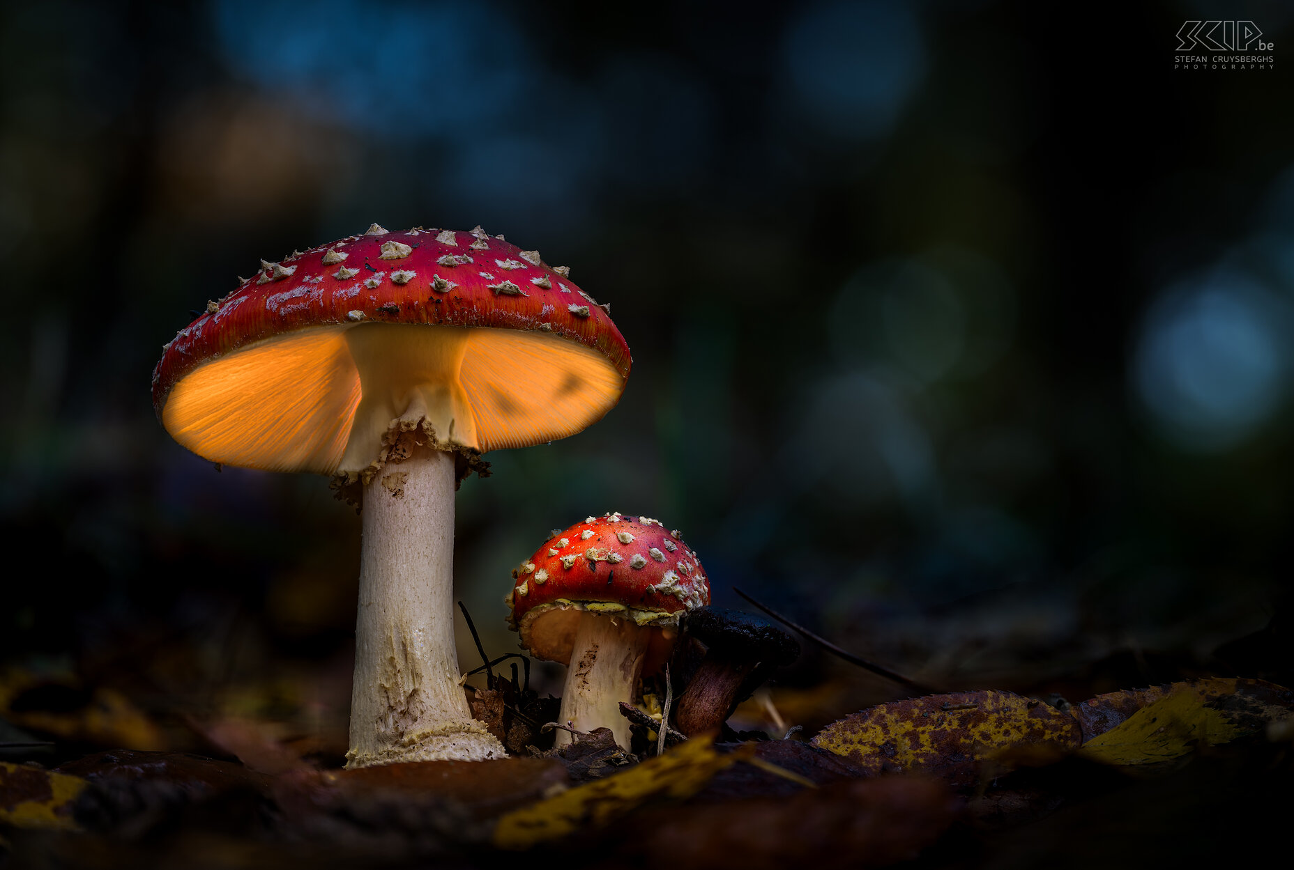 Gloeiende paddenstoelen Als ik 's avonds op pad ging in de bossen van Averbode ontdekte ik enkele mooie gloeiende paddenstoelen; een vernuftig trucje van moeder natuur, kaboutertjes die hun licht laten branden of gewoon een creatieve fotograaf, … ;-) Stefan Cruysberghs